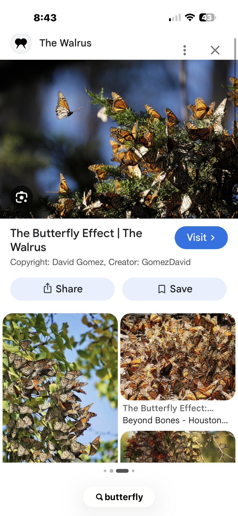 Butterflies